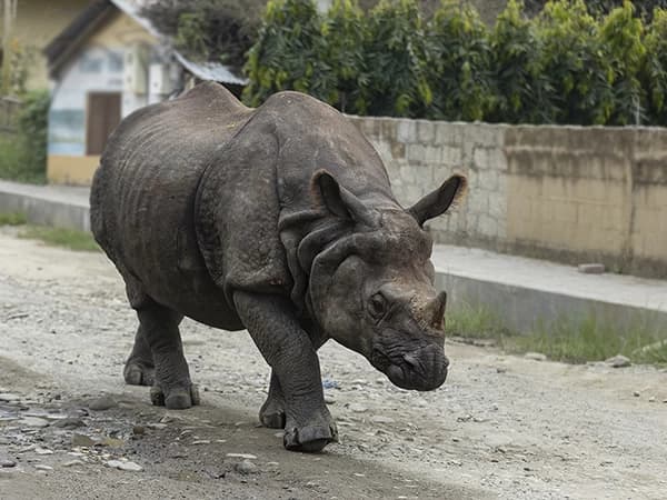 Chitwan Wildlife Tour