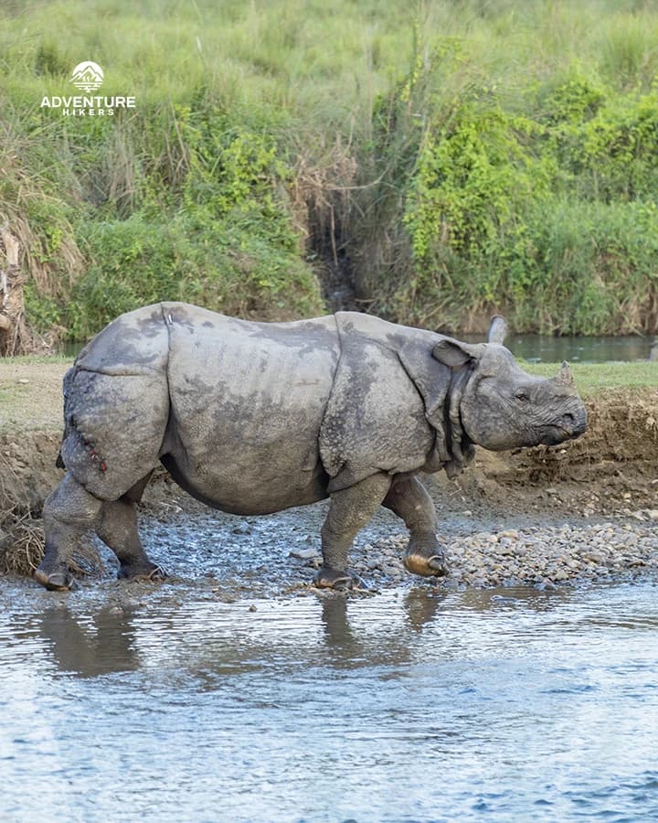 Chitwan tour